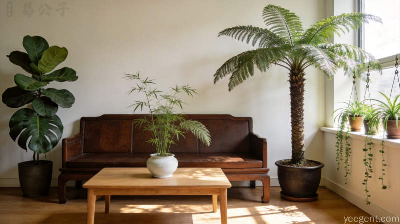 室内绿植的居住布局功效与选择指南