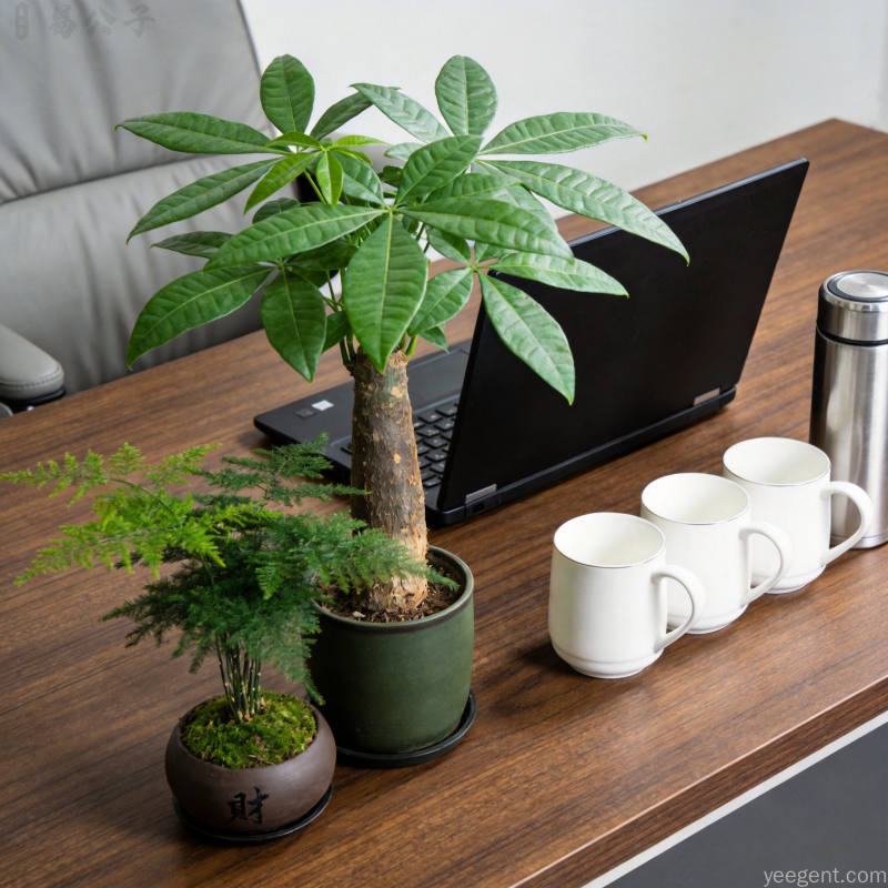 办公桌面大型植物场景电脑旁摆放发财树文竹组合桌面整洁有序背景办公椅可见宁静祥和绿色
